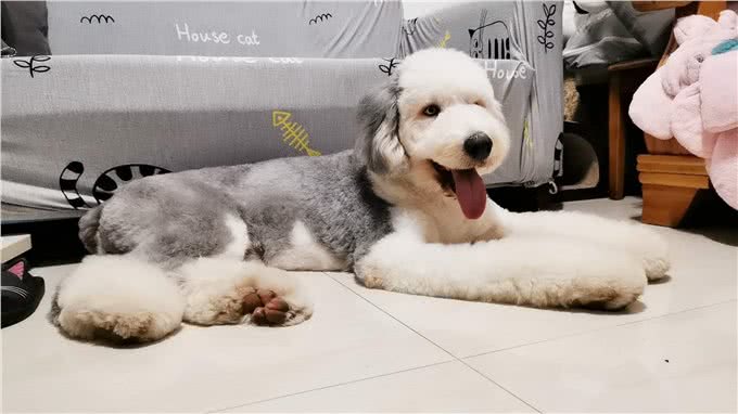 养一只古牧要注意什么，快进来看看古牧铲屎官需要做哪些准备?