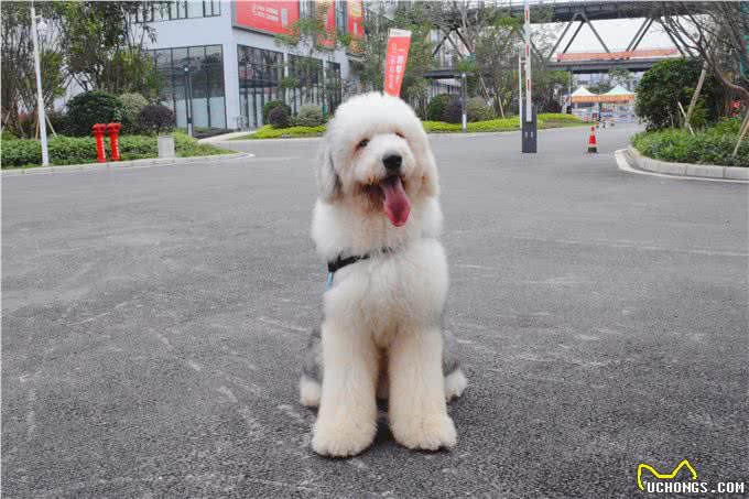 养一只古牧要注意什么，快进来看看古牧铲屎官需要做哪些准备?