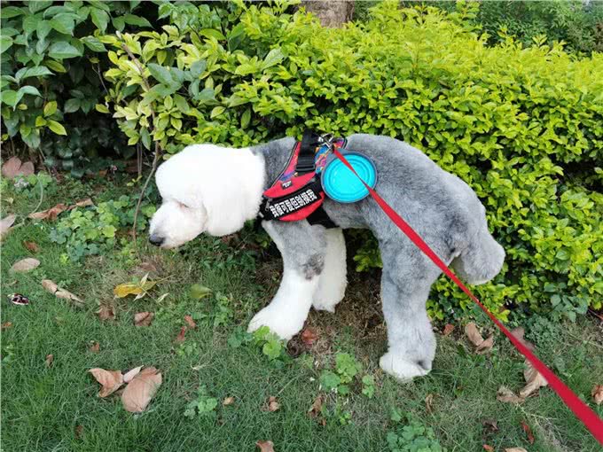 养一只古牧要注意什么，快进来看看古牧铲屎官需要做哪些准备?