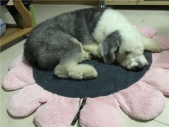 养一只古牧要注意什么，快进来看看古牧铲屎官需要做哪些准备?