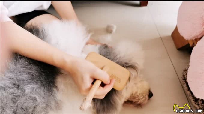 养一只古牧要注意什么，快进来看看古牧铲屎官需要做哪些准备?