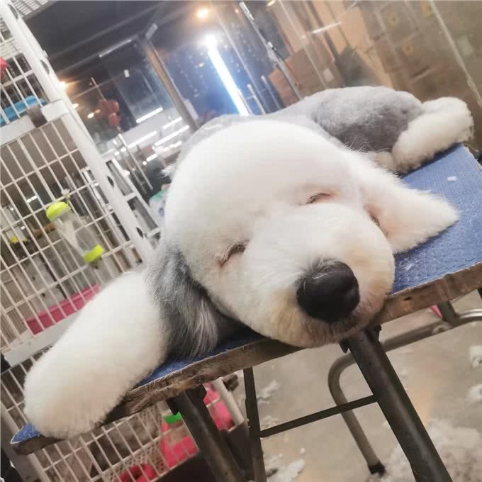 养一只古牧要注意什么，快进来看看古牧铲屎官需要做哪些准备?