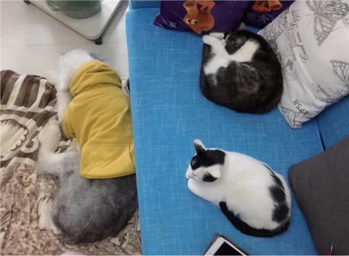 养一只古牧要注意什么，快进来看看古牧铲屎官需要做哪些准备?