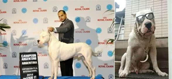世界名犬—杜高犬猎犬之王