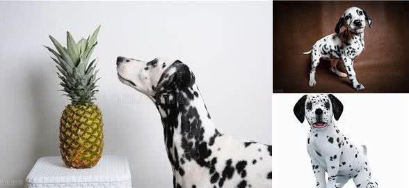关于大麦町犬的有趣事实