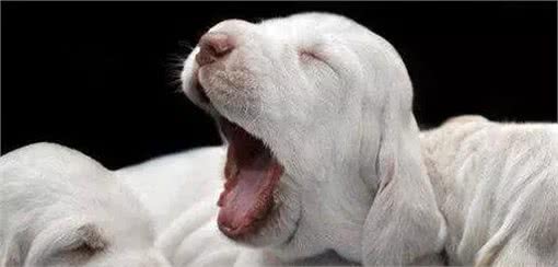 狗狗频繁打哈欠?别大意，可不仅是因为困了，还有这5种原因!