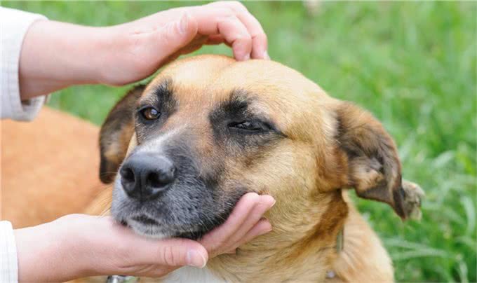 狗狗频繁打哈欠?别大意，可不仅是因为困了，还有这5种原因!