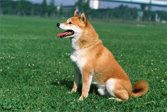 猫和狗谁的听觉更好?来看看是不是你心中的答案