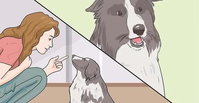 如何训练成年狗?