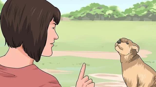 如何训练成年狗?