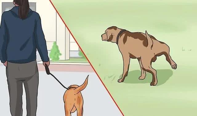 如何训练成年狗?