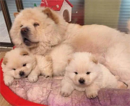 大松狮照顾小松狮，一只亲过之后其他的松狮纷纷排队要亲亲