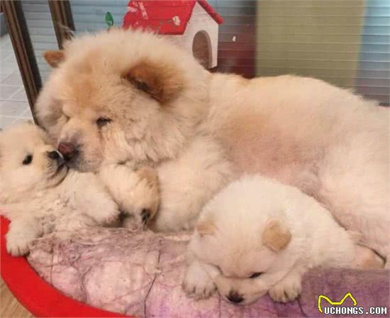 大松狮照顾小松狮，一只亲过之后其他的松狮纷纷排队要亲亲