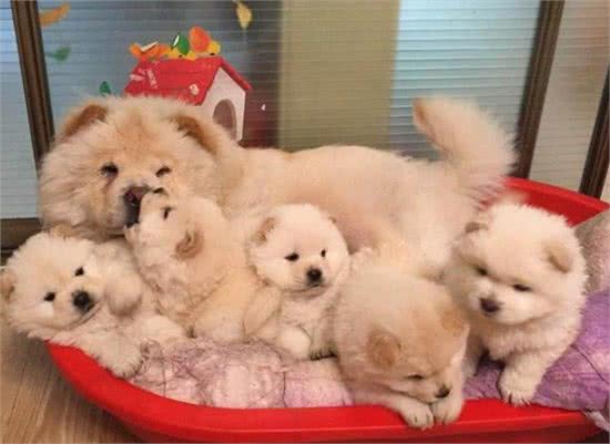 大松狮照顾小松狮，一只亲过之后其他的松狮纷纷排队要亲亲