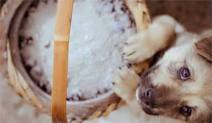 阿拉斯加因肥胖将瘫痪，体重问题威胁健康，主人用三招为爱犬减重