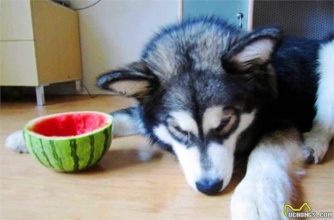 阿拉斯加因肥胖将瘫痪，体重问题威胁健康，主人用三招为爱犬减重