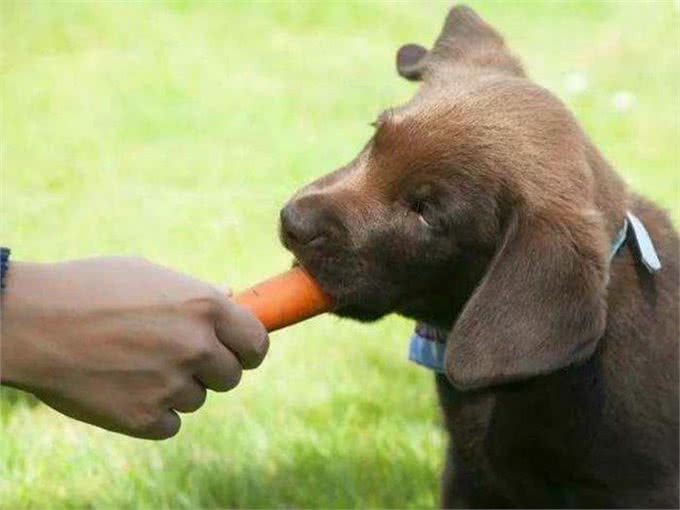 阿拉斯加因肥胖将瘫痪，体重问题威胁健康，主人用三招为爱犬减重