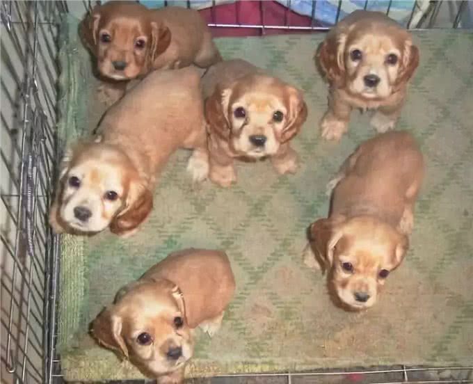 阿拉斯加因肥胖将瘫痪，体重问题威胁健康，主人用三招为爱犬减重