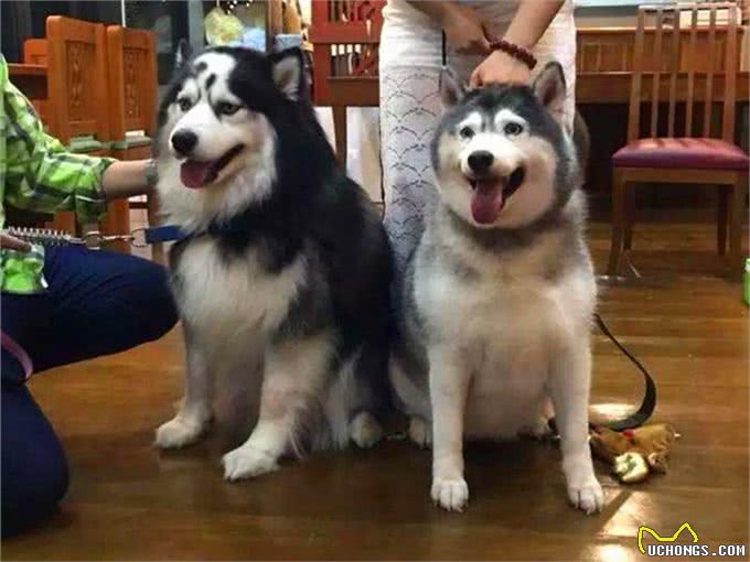 阿拉斯加因肥胖将瘫痪，体重问题威胁健康，主人用三招为爱犬减重