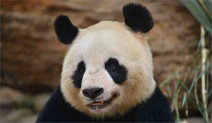 阿拉斯加因肥胖将瘫痪，体重问题威胁健康，主人用三招为爱犬减重