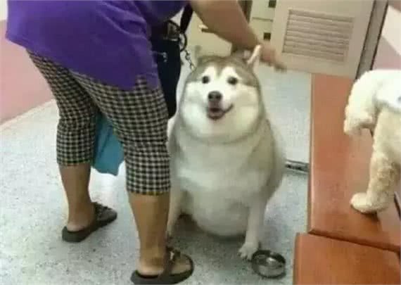 阿拉斯加因肥胖将瘫痪，体重问题威胁健康，主人用三招为爱犬减重