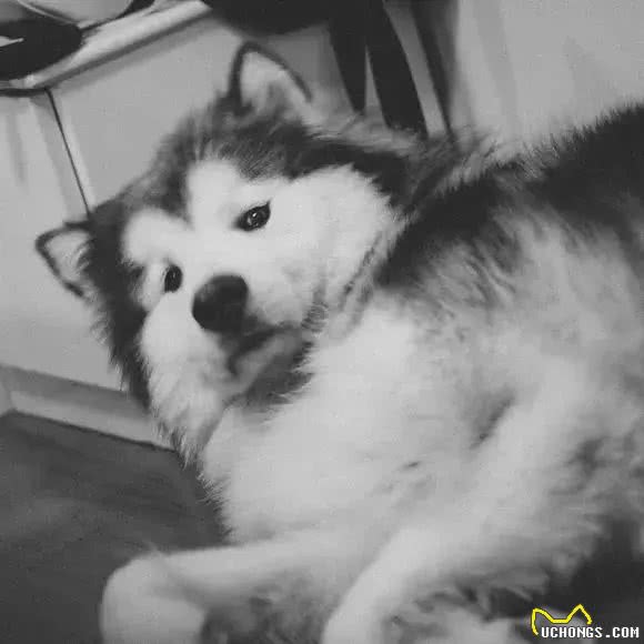 阿拉斯加因肥胖将瘫痪，体重问题威胁健康，主人用三招为爱犬减重