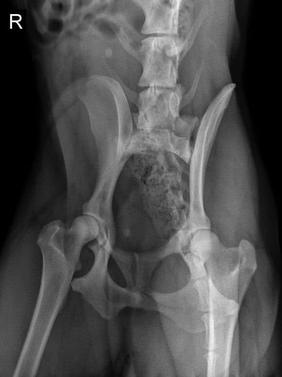 阿拉斯加因肥胖将瘫痪，体重问题威胁健康，主人用三招为爱犬减重