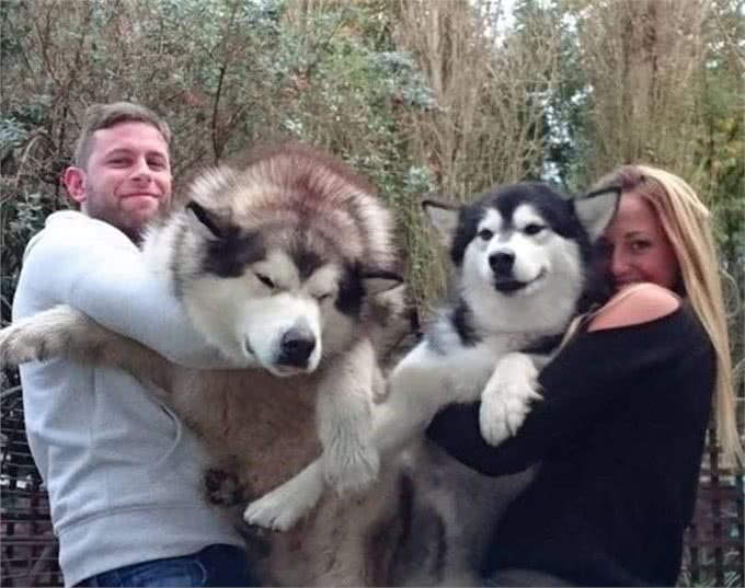 阿拉斯加因肥胖将瘫痪，体重问题威胁健康，主人用三招为爱犬减重