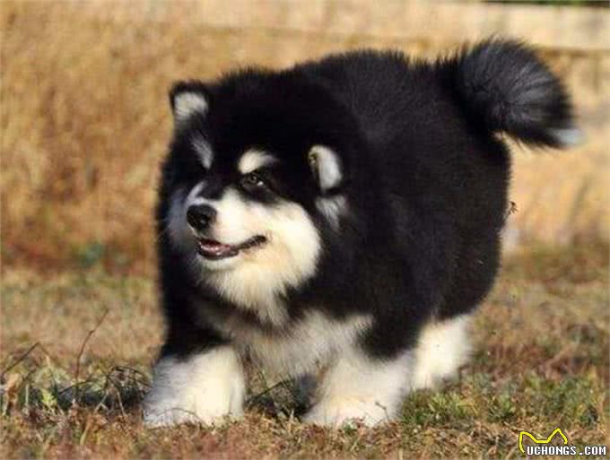 阿拉斯加因肥胖将瘫痪，体重问题威胁健康，主人用三招为爱犬减重