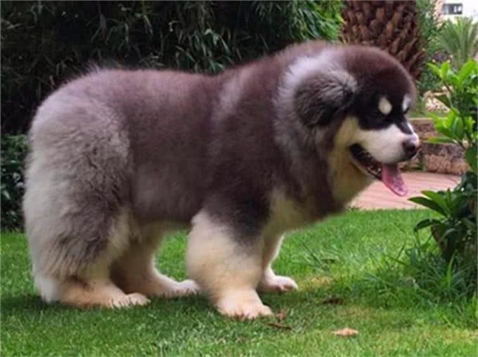 阿拉斯加因肥胖将瘫痪，体重问题威胁健康，主人用三招为爱犬减重