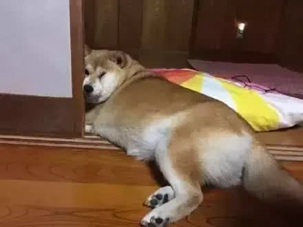 阿拉斯加因肥胖将瘫痪，体重问题威胁健康，主人用三招为爱犬减重