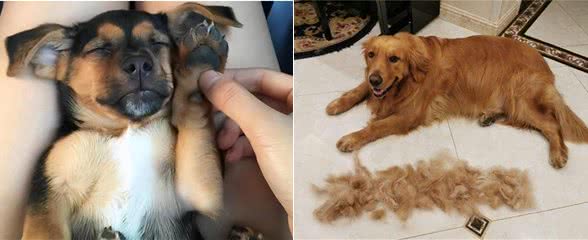 养狗后，才明白这些事，宠主:说到心坎上了