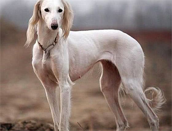 世界上最贵的7种狗，藏敖竟然排不上榜