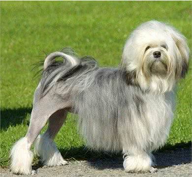 世界上最贵的7种狗，藏敖竟然排不上榜