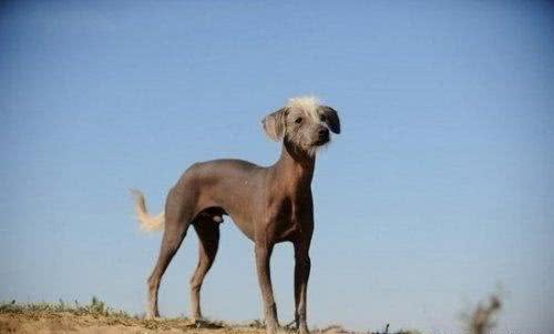 世界上最贵的7种狗，藏敖竟然排不上榜