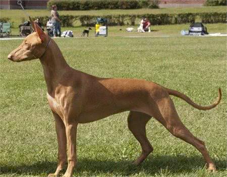 世界上最贵的7种狗，藏敖竟然排不上榜