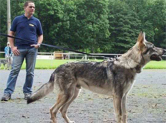 世界上最贵的7种狗，藏敖竟然排不上榜