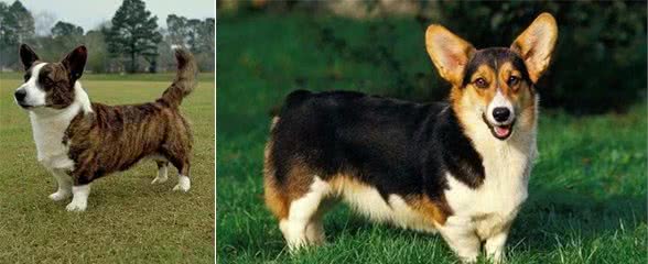每日一犬-卡迪根威尔士柯基犬