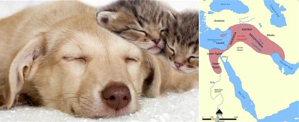 10000年，是我们驯化了猫，还是猫驯化了我们?