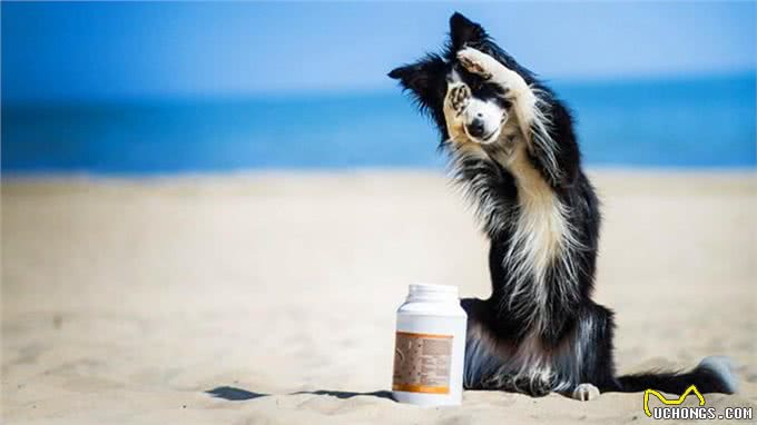 一到雨天狗狗就郁闷?你家的是不是也这样