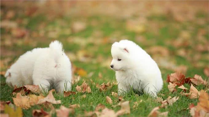 一到雨天狗狗就郁闷?你家的是不是也这样