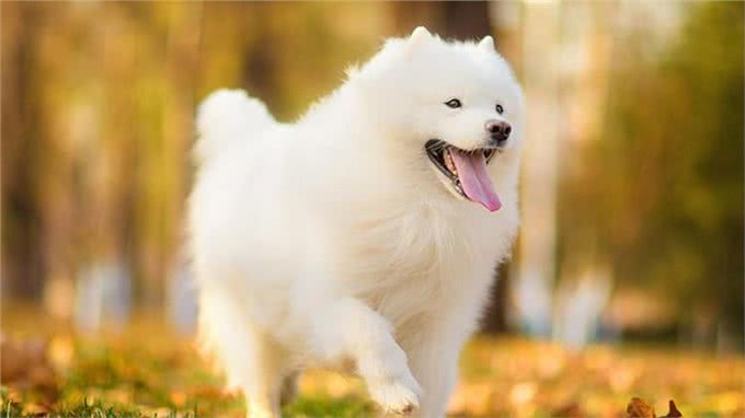 一到雨天狗狗就郁闷?你家的是不是也这样