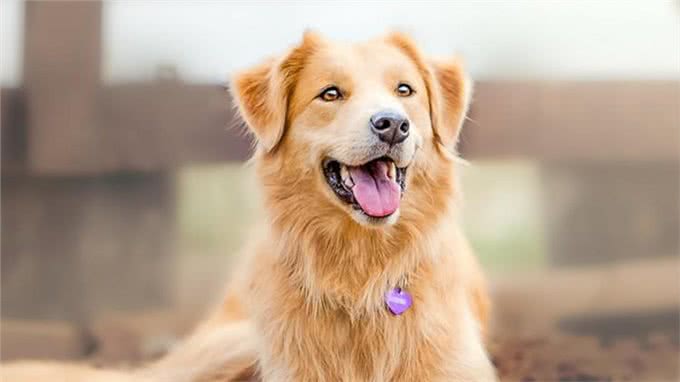 一到雨天狗狗就郁闷?你家的是不是也这样
