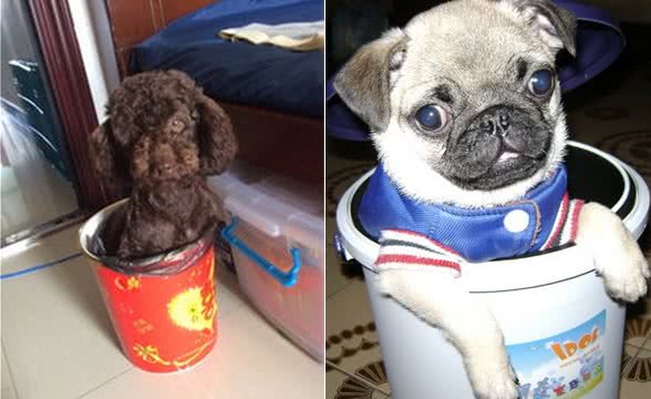 家中的狗狗为什么喜欢各种翻垃圾桶呢?几个原因在这里!