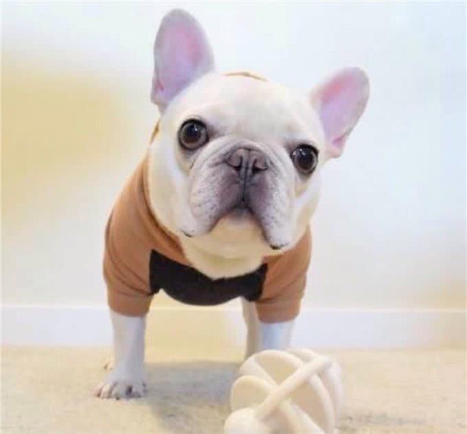 性感尤物斗牛犬