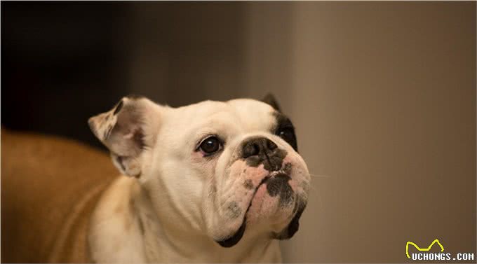 性感尤物斗牛犬