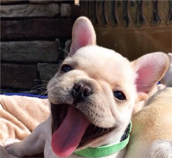 性感尤物斗牛犬