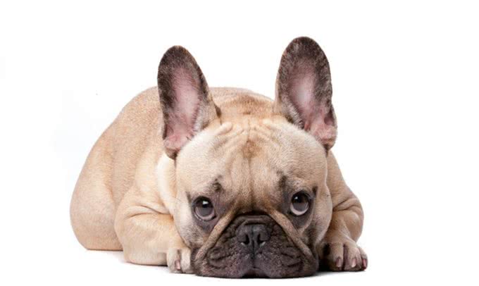 性感尤物斗牛犬