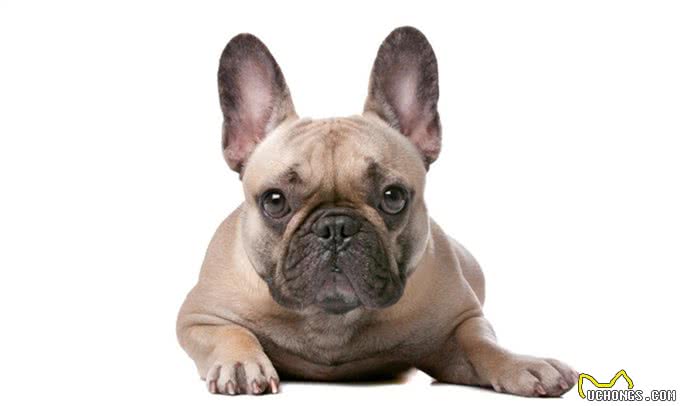 性感尤物斗牛犬