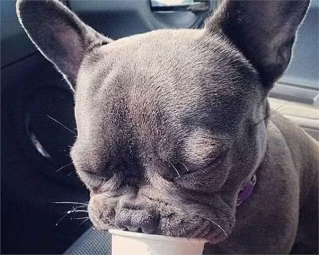 性感尤物斗牛犬